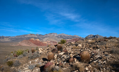 Desert vista in southern Nevada with cactus and yucca
