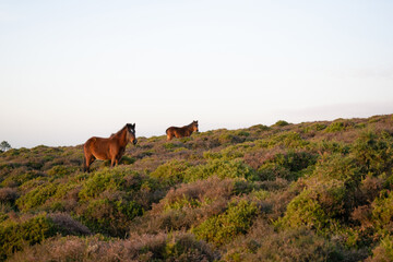 Two wild horses grazing in the middle of tall grass