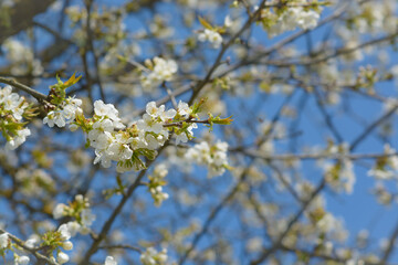 Cherry flowers against a blue background of the sky and branches