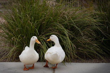 Pair of domestic barnyard ducks socializing in an urban park
