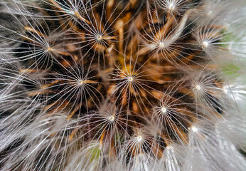 Extreme Macro Detail of Dandelion Flower