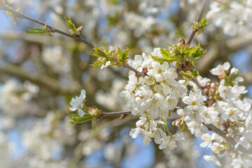 White cherry flowers on a blurred background