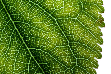 Obraz premium Abstract Macro Detail of a Leaf