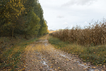 a leafy path in autumn