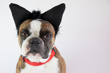 funny Boston terrier in  cat ears for carnival