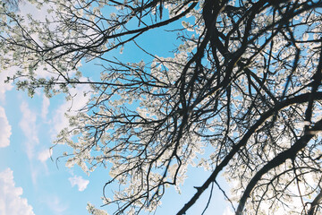 Nature spring background with tree branches, blossom white flowers