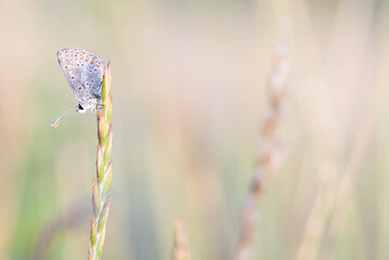 Icarus buttefly in morning light