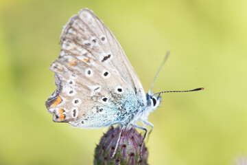 Icarus buttefly in morning light