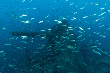 Fototapeta na wymiar Cannone di poppa del piroscafo Bolzaneto circondato da migliaia di pesci