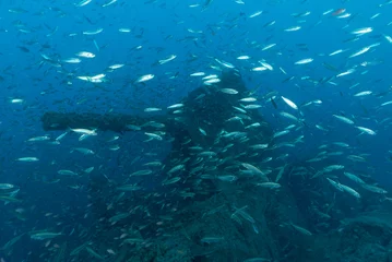 Fototapeten Cannone di poppa del piroscafo Bolzaneto circondato da migliaia di pesci © Massimo