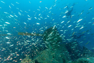 Fototapeta na wymiar Cannone di poppa del piroscafo Bolzaneto circondato da migliaia di pesci e subacquei sullo sfondo