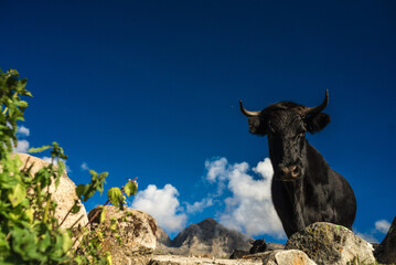 close up of peruvian cow