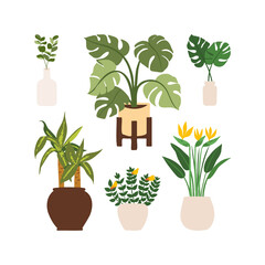 Fototapeta na wymiar Urban jungle illustration, trendy home decor with plants, monstera, bird of paradise, eucalyptus, tropical leaves in stylish planters and pots.