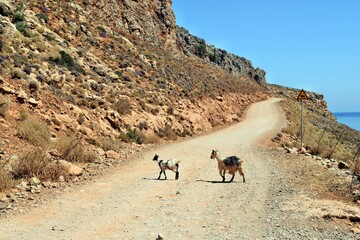 View on the an amazing cretan goats on the road to Balos - obrazy, fototapety, plakaty