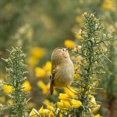 Goldcrest (Regulus regulus) perches in the gorse, North Wales, UK