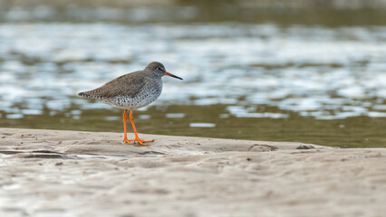 Common redshank (Tringa totanus) walks along the beach, Anglesey, North Wales