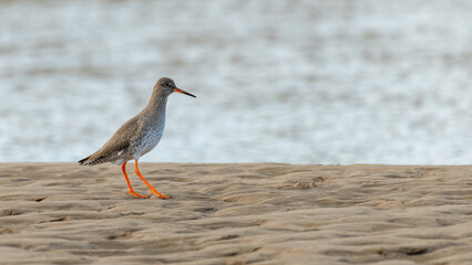 Common redshank (Tringa totanus) on the beach, Anglesey, North Wales. Beautiful UK wader