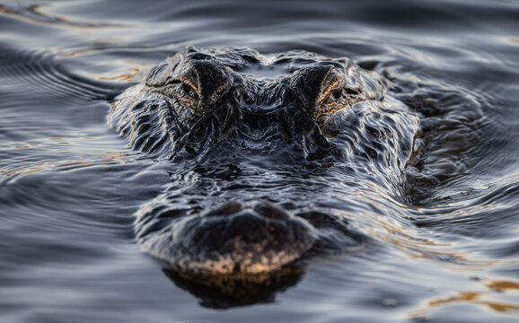 alligator in motion blur
