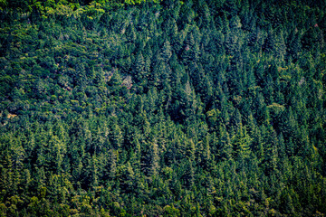 Fototapeta na wymiar Beautiful Pine Trees Line the Mountains in Sonoma County, California, USA