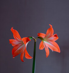  Red orange Amaryllis  Lilies blossom with copy space.
Trumpet-shaped red flowers against dark grey wall background.