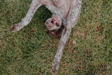 
cute german shorthaired pointer playing 