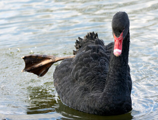A black swan swims in the water.