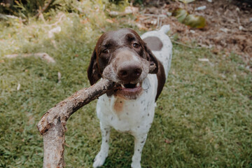
cute german shorthaired pointer playing 