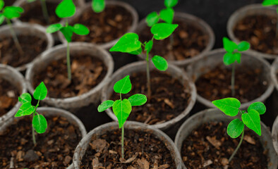 Green young sprouts seedlings in plastic pots close up.  Spring Gardening season. Eco farming cultivation. Pots with exotic plants.. Horticulture cultivating food background
