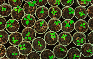 Green young sprouts seedlings in plastic pots. Eco farming cultivation. Pots with spring plants. Spring Gardening season. Balcony vegetable garden.