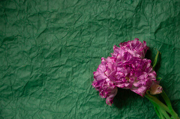 Obraz premium Large-headed pink double tulips on green vintage background . Purple fluffy late tulip flower. Fringed Double Peony Tulip Mascotte. Green crumpled paper background. mock up.