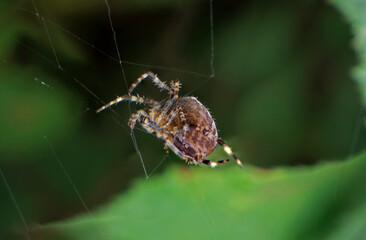 Spider sitting in a web ,close up with a leafy green background.  Also known as Araneus diadematus Garden Spider or Cross Orbweaver 