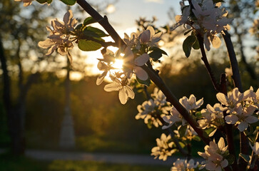 Apple tree flowers