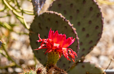 Cactus Flower Contrast