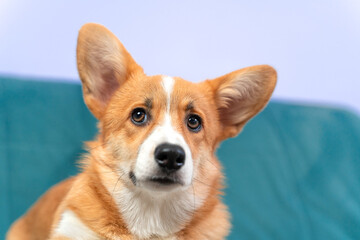 Portrait of adorable Welsh corgi Pembroke or cardigan puppy with a suspicious look, lying on a comfortable blue sofa at home and leaning against unknown sounds, front view