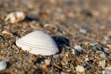 Shell