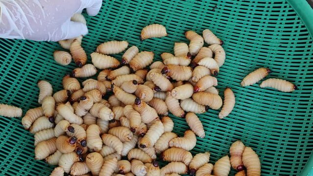 Hands are selecting sago palm weevil larvae in green plastic trays for cooking or selling at the market.