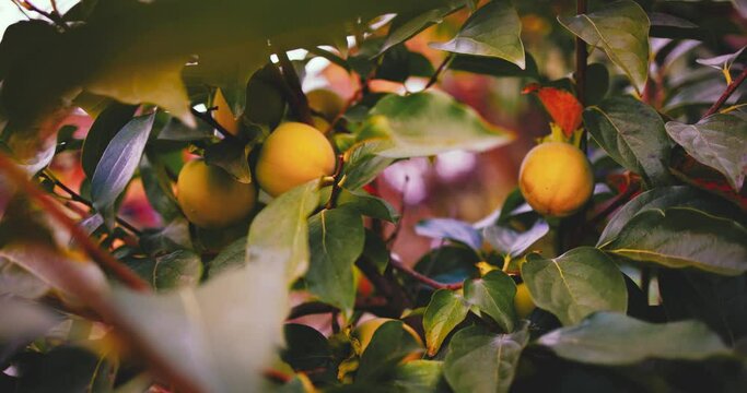 sweet persimmons growing on tree branches in orchard garden