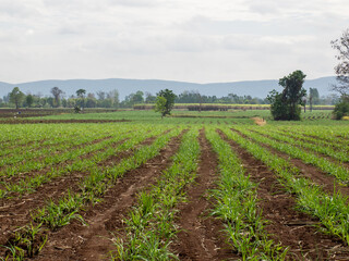 Fototapeta na wymiar Sugarcane plantations,the agriculture tropical plant in Thailand.