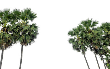 Palm tree group. High resolution tree landscape isolated on white background for print and web page...