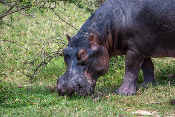 hippopotamus grazing on grass, Queen Elizabeth National Park, Uganda, Africa