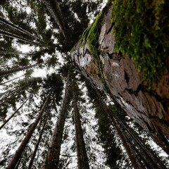 forest in the morning