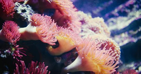 amphiprion (clownfish) fish is hiding between the tentacles of actinia (anemona), which are swaying on the water stream. Sea animal's underwater life