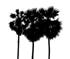 sugar palm silhouette for brush on white background.