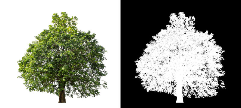 Tree on transparent picture background with clipping path, single tree with clipping path and alpha channel on black background.