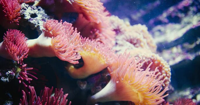 amphiprion (clownfish) fish is hiding between the tentacles of actinia (anemona), which are swaying on the water stream. Sea animal's underwater life