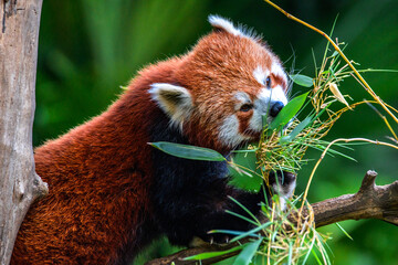 Red panda in foreground eating, in a wildlife natural park
