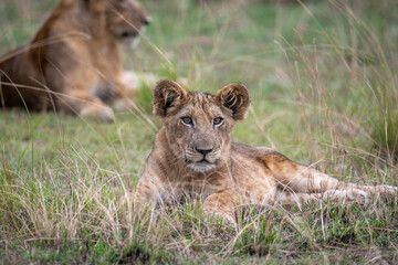 Plakat lion cub in grass