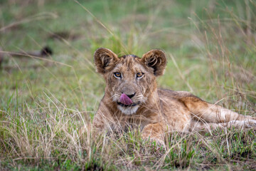 lion cub in grass