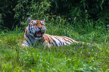 Tiger in foreground roaring, image taken in a wildlife natural park