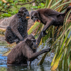 Group of Sulawesi crested macaques fighting in a wildlife natural park
